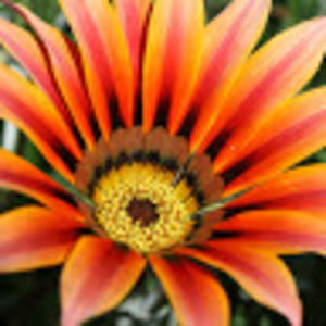 Meet your Posher, Hanna